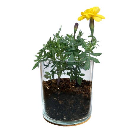Marigold Flower Garden Grow Kit