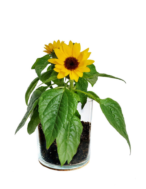 Sunflower Thank You Flower Garden Grow Kit