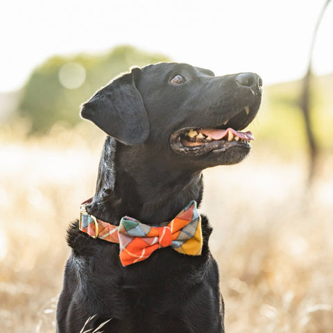 Buchanan Plaid Flannel Fall Dog Collar: 4 Sizes