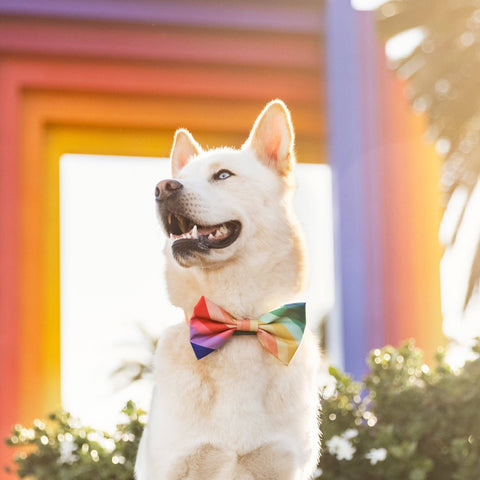 Over the Rainbow Dog Bow Tie: Large