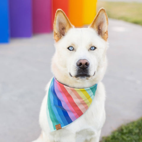 The Foggy Dog - Over the Rainbow Dog Bandana: Medium