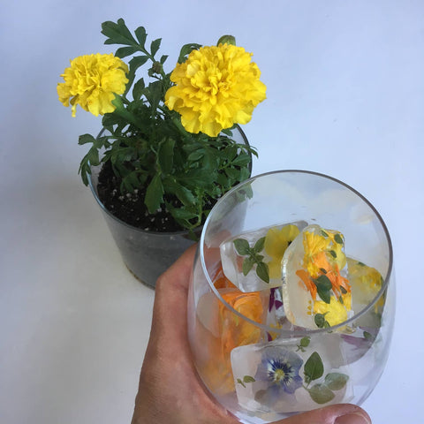 Marigold Flower Garden Grow Kit