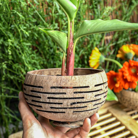 Horizons Coconut Planter