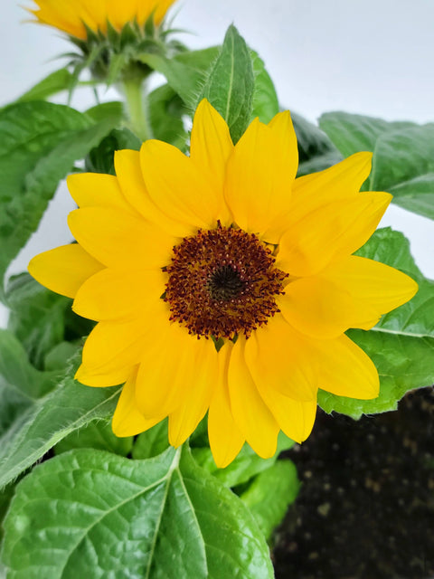 Sunflower Thank You Flower Garden Grow Kit