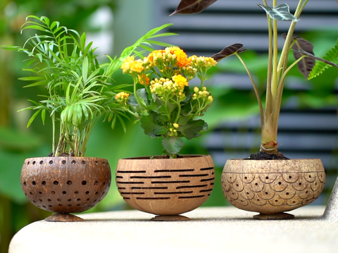 Horizons Coconut Planter