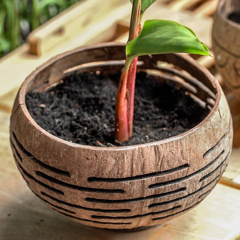 Horizons Coconut Planter